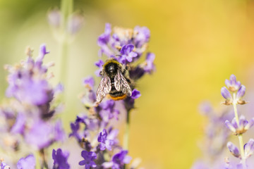 Close-up photo of a Honey Bee gathering nectar and spreading pollen.