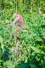 Old rusty farm equipment buried in green shrub plants and grass