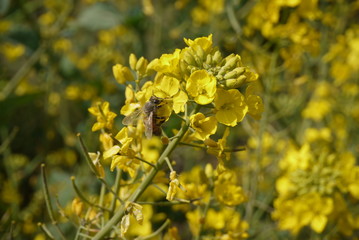 Obraz premium Canola Flower and Bee