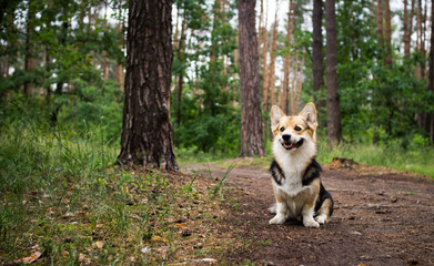 Dog breed Welsh corgi pembroke for a walk in the beautiful forest.