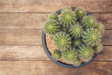 Top view of cactus plant in a flowerpot on wooden table background (Vintage filter effects).
