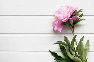 Pink peonies on white wooden background