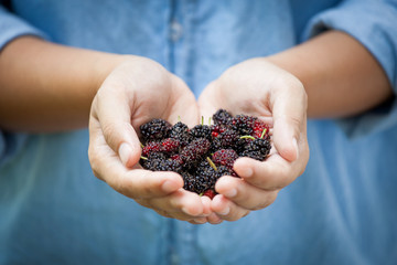 Fresh mulberry on woman hand ready to eat healthy food