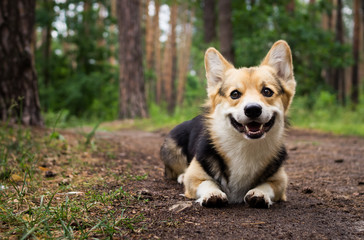 Dog breed Welsh corgi pembroke for a walk in the beautiful forest.