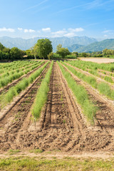 Fototapeta na wymiar Panoramic view of the asparagus fields.