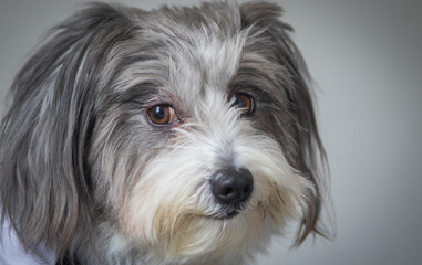 Fluffy dog looking cheeky