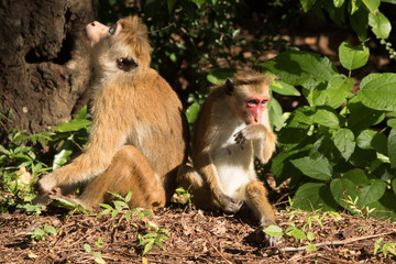 yala national park