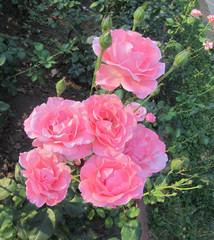 Morning roses 1