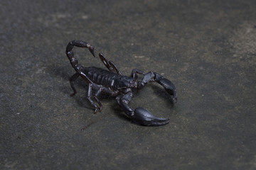 Scorpion in Thailand and Southeast Asia.