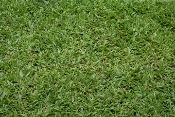 grass field