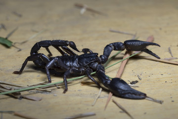 Scorpion in Thailand and Southeast Asia.