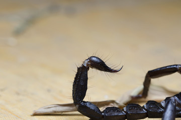 Scorpion in Thailand and Southeast Asia.
