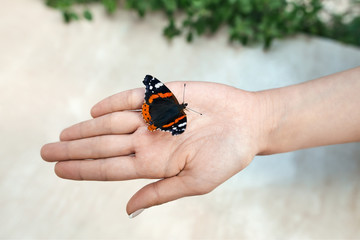 Beautiful butterfly on girl hand