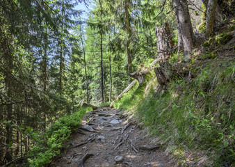 Footpath in mountain green forest.