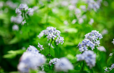 lilac Against the background of a nature
