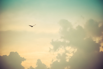 Kite flying home at sunset amidst clouds