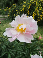 Gently pink peony like chamomile, not fluffy on a green background
