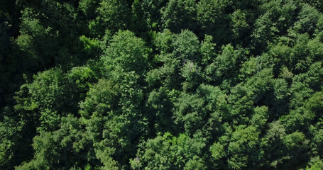 Vista aerea degli alberi di una foresta rigogliosa durante una bella giornata di sole. Ricorda una foresta della Tundra russa con alberi sempreverdi e aghifoglie.