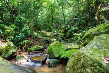Naklejka na ściany i meble Small stream in the Atlantic forest in the middle of Rio de Janeiro, Brazil