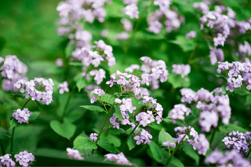 Perennial honesty or Lunaria rediviva flowers macro with dark bokeh background, selective focus, shallow DOF.