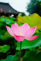 lotus flower