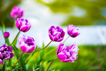 Many tulips blue diamond in the spring garden. Macro, selective focus,toned image