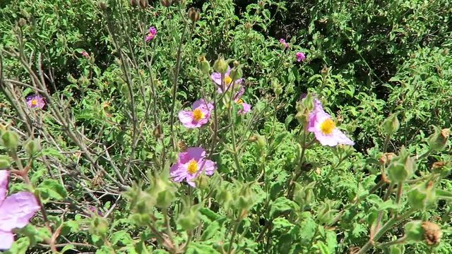 Cistus creticus (Pink Rock-Rose, Hoary Rock-Rose)