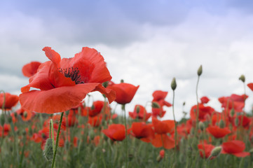 Red poppies grow on the field