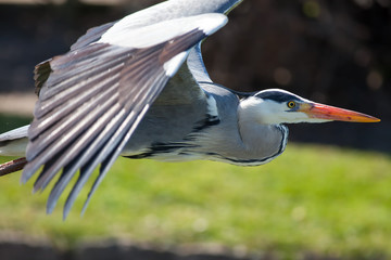 Grey Heron in Flight. Beautiful wild wading bird flying in close up profile.