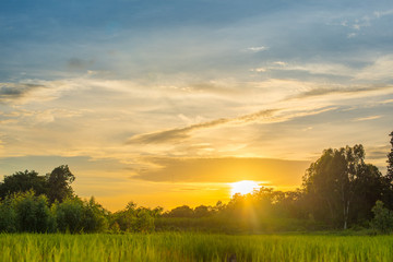 Obraz premium Beautiful Sunset on terraced rice field.