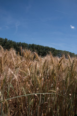 champ de blé
