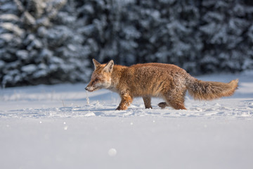 red fox in the snow(Vulpes vulpes) 