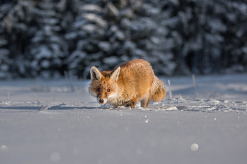 red fox in the snow(Vulpes vulpes) 