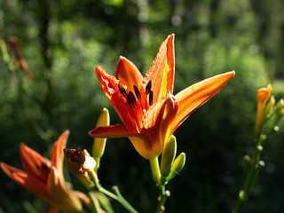 Feuerlilien, Wildblumen im Wald