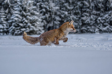 red fox in the snow(Vulpes vulpes) 