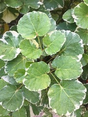 The green leaf, Background