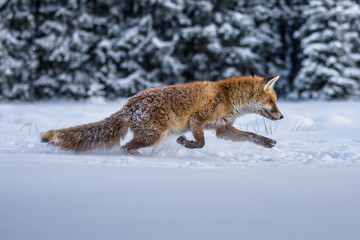 red fox in the snow(Vulpes vulpes) 