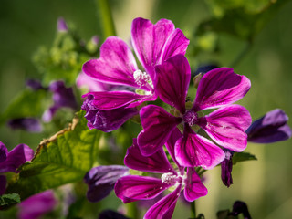 Obraz premium Wilde Malve oder Käsepappel