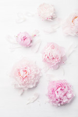 Obraz na płótnie Canvas beautiful pink peony flower background