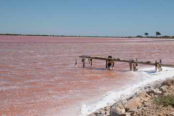 marrais salant rose et vieux ponton bois