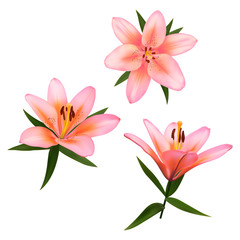 Fototapeta na wymiar Realistic vector flowers set. Bouquet of pink lilies. Isolated vector illustration on white background.