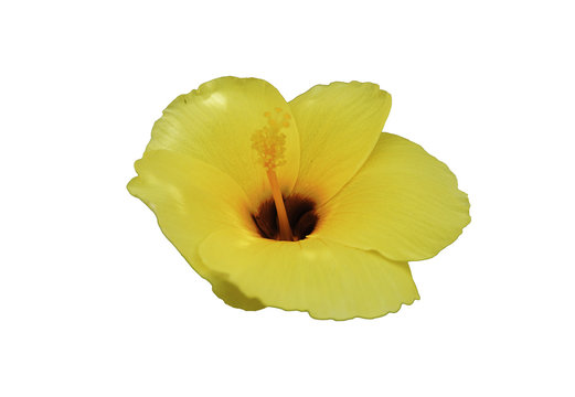 yellow flower isolated whrite background  