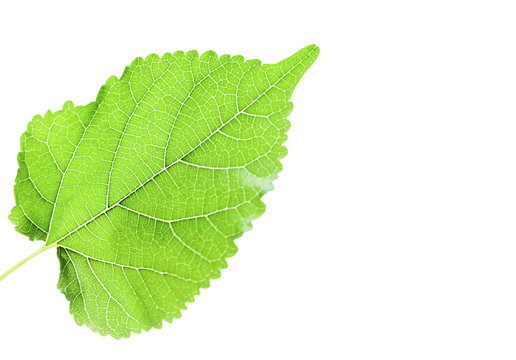 green tree isolated whrite background  