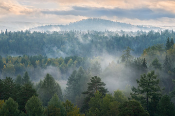 misty dawn in the national park deer streams