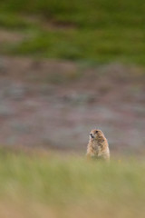 Prairie Dogs of Theodore Roosevelt National Park 