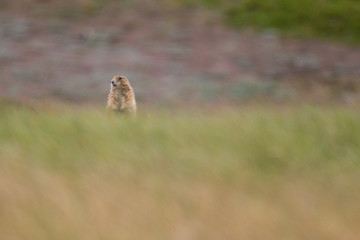 Prairie Dogs of Theodore Roosevelt National Park 