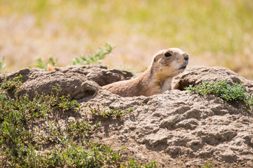 Prairie Dogs of Theodore Roosevelt National Park 