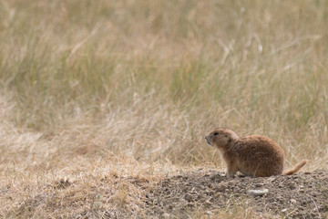 Prairie Dogs of Theodore Roosevelt National Park 