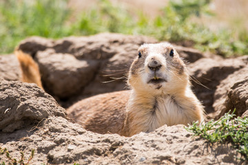 Prairie Dogs of Theodore Roosevelt National Park 