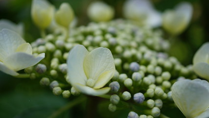 白いガクアジサイ